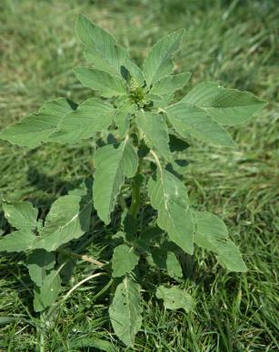 Amaranth (Amaranthus)