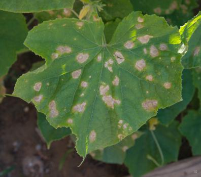 Anthracnose on a cucumber leaf