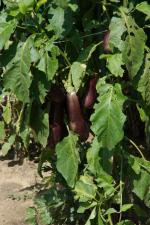 grafted aubergine
