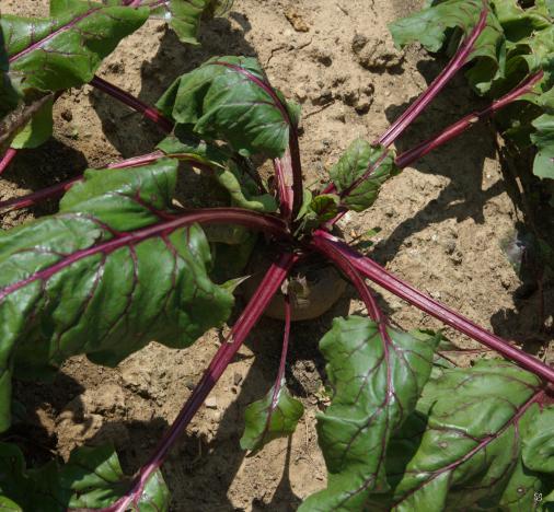 Egyptian red beetroot