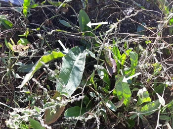 Sea beet ancestor of edible beets