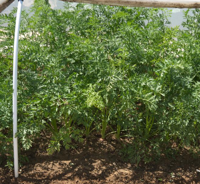 Improved Nantaise carrot