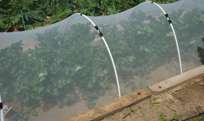 Celery root protected by insect netting