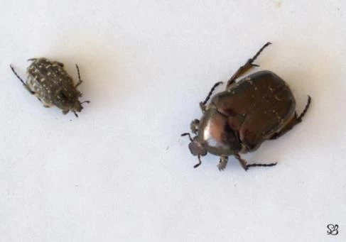 Two species of cetonia frequenting composts