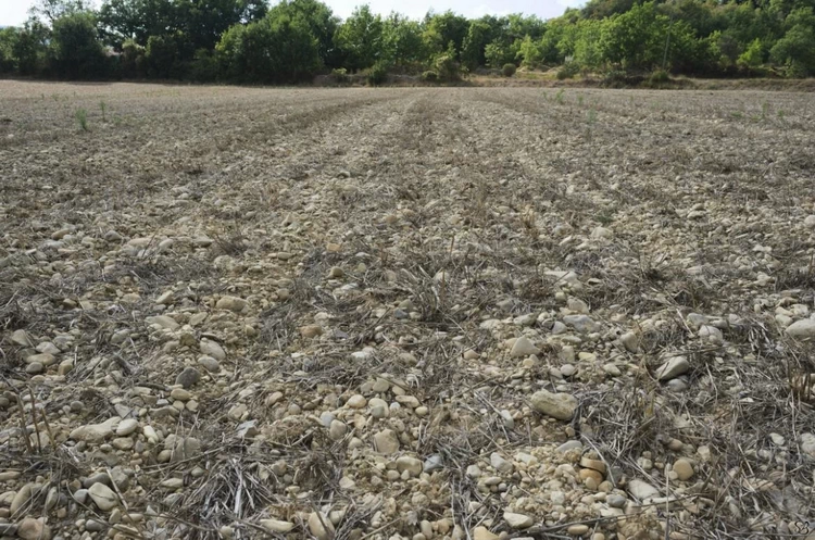 Field in the Asse valley with crop residues