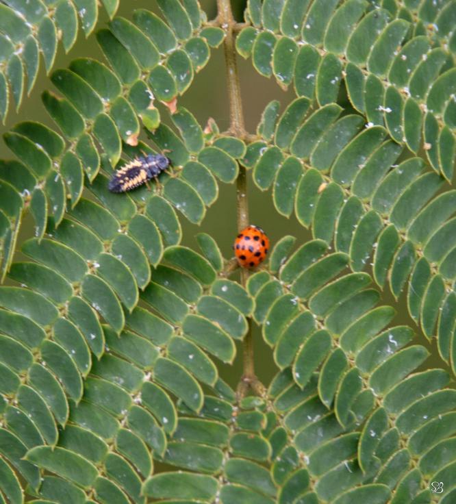 ladybird larva with adult