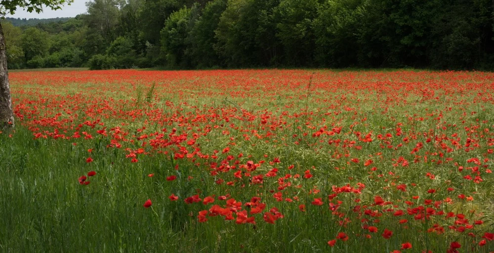 Field full of poppies (Papaver Rhoeas)