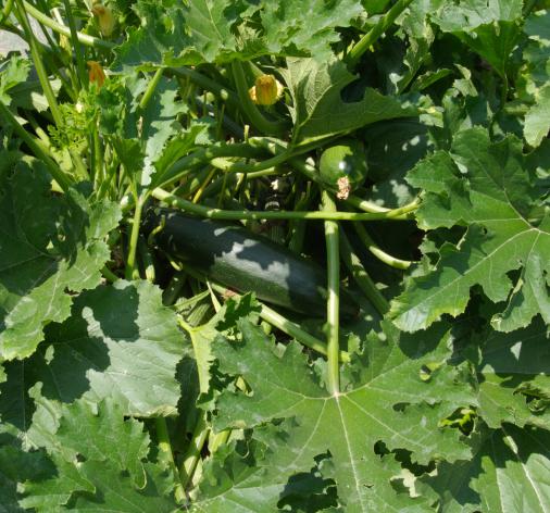 Diamond courgette F1 hybrid