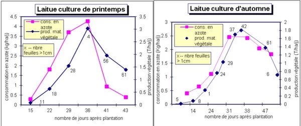Nitrogen uptake by lettuce according to season