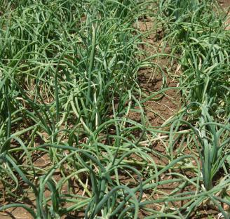 Jamor shallot culture