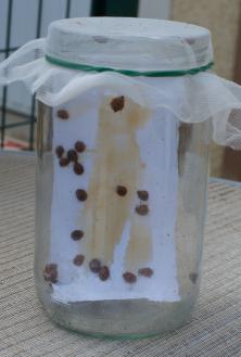 raising ladybirds with honey