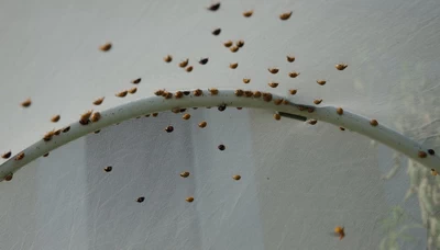 Crop under insect netting with a colony of ladybirds