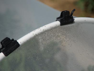Winged aphid colony in an insect tunnel
