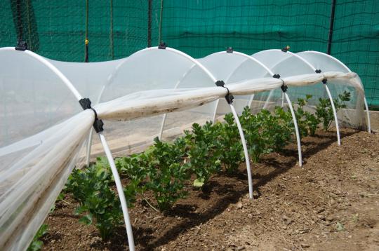 Celery root protected by insect netting