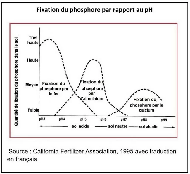fixation du phosphore par rapport au pH