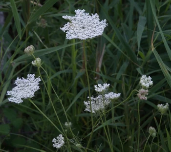 Queen Anne's lace (Daucuns carota) or wild carrot