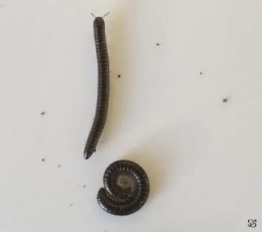 lules (julida) often present in composts