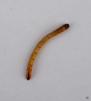 Wireworm larva