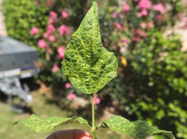 Mosaic (PSbMV) on a green bean leaf
