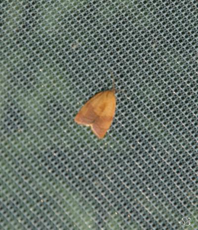 Noctuid beetle on an insect net