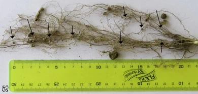 Nodosities on bean roots