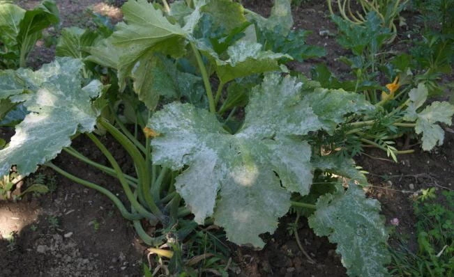 Powdery mildew on a courgette leaf