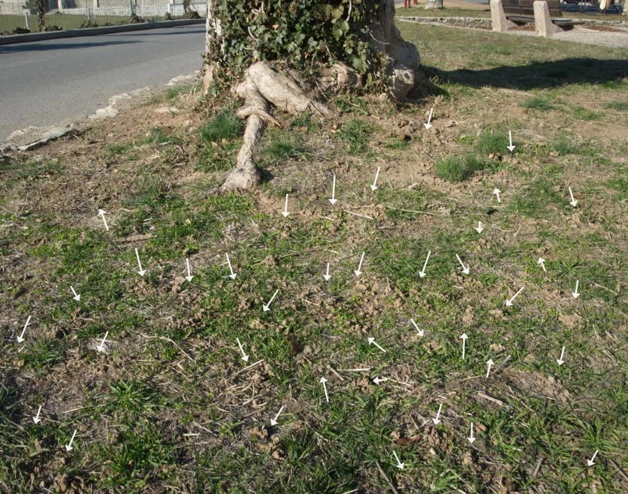 Turricules produced by ploughing earthworms