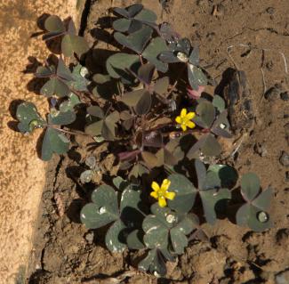 oxalis cornicule (Oxalis corniculata)