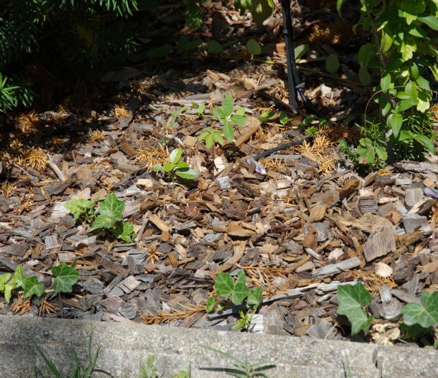 wood chip mulching