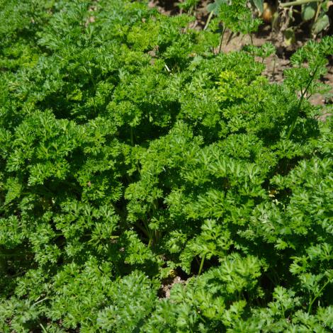 curled parsley