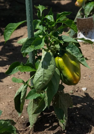 pepper plant