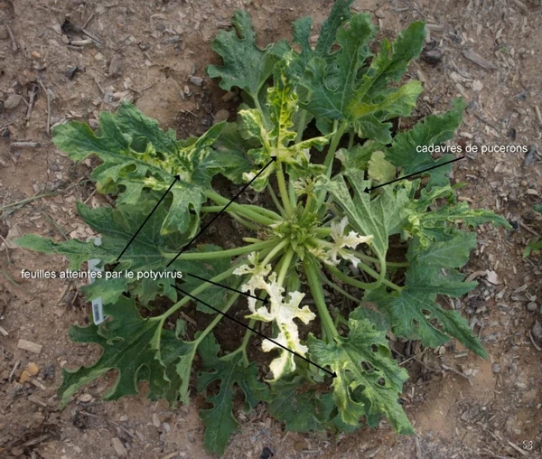 Potyvirus on Nice courgette
