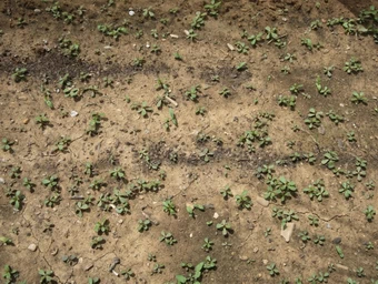 young plants of wild purslane (Daucus carota)