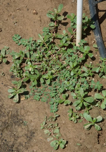Wild purslane (Portulaca oleracea)