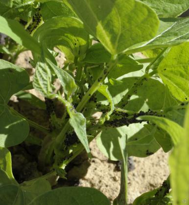 Black aphids on green beans