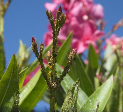 yellow aphids on flowering laurel stems