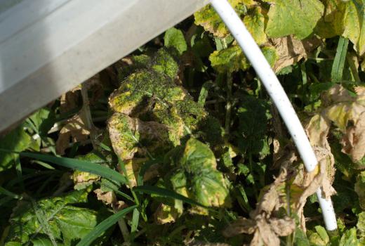 turnip cultivation under an insect-proof shelter invaded by aphids