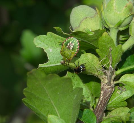 Bedbugs Nezara viridula adult and juvenile
