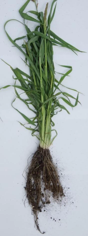 Biomass formation by the root of a grass