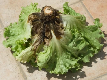 rhizoctonia on batavia