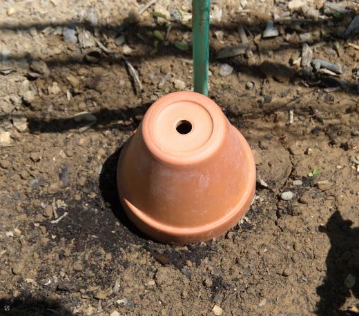 semi-protected by a clay pot