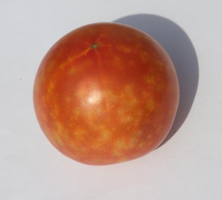 yellow scars from bedbug bites