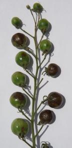 Late blight on cherry tomatoes