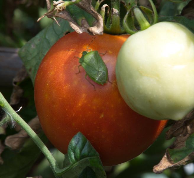 African bug Nazera Virdula