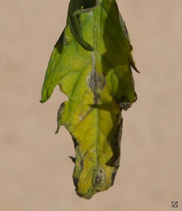 alternarioze on tomato leaf