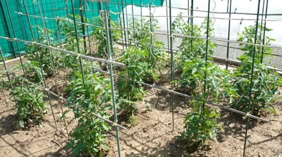 growing grafted tomatoes in espaliers