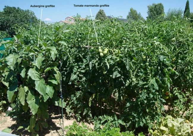 grafted tomatoes and aubergines