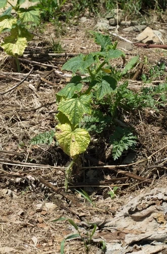 Permaculture ; alternarioze sur concombre rollinson's telegraph