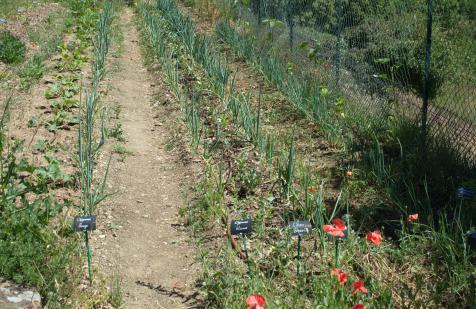 Stunted crops on mounds in permaculture