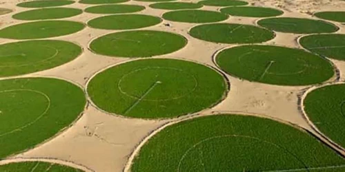 Circular fields El Oued Algeria